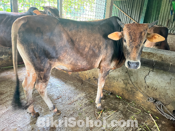 ষাড় গরু